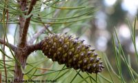 pinha imatura de pinheiro-bravo - Pinus pinaster