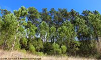 pinhal de pinheiro-bravo em formação natural - Pinus pinaster