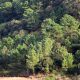 pinhal pinheiro-bravo, formação espontânea - Pinus pinaster