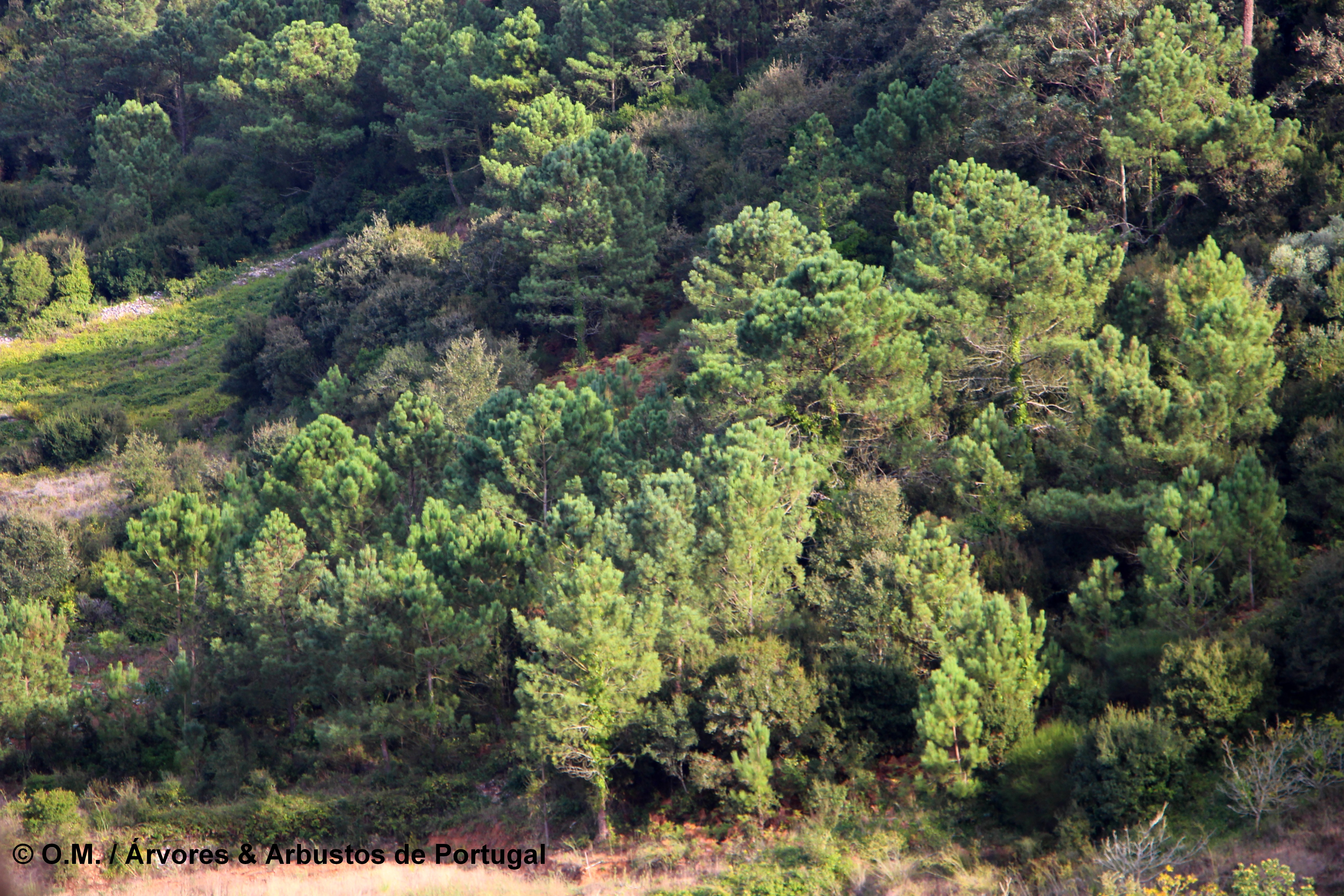 pinhal pinheiro-bravo, formação espontânea - Pinus pinaster