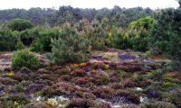 pinhal de pinheiro-bravo, parcialmente espontâneo e vegetação de solos siliciosos - Pinus pinaster