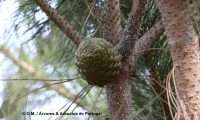 pinha imatura de pinheiro-manso – Pinus pinea