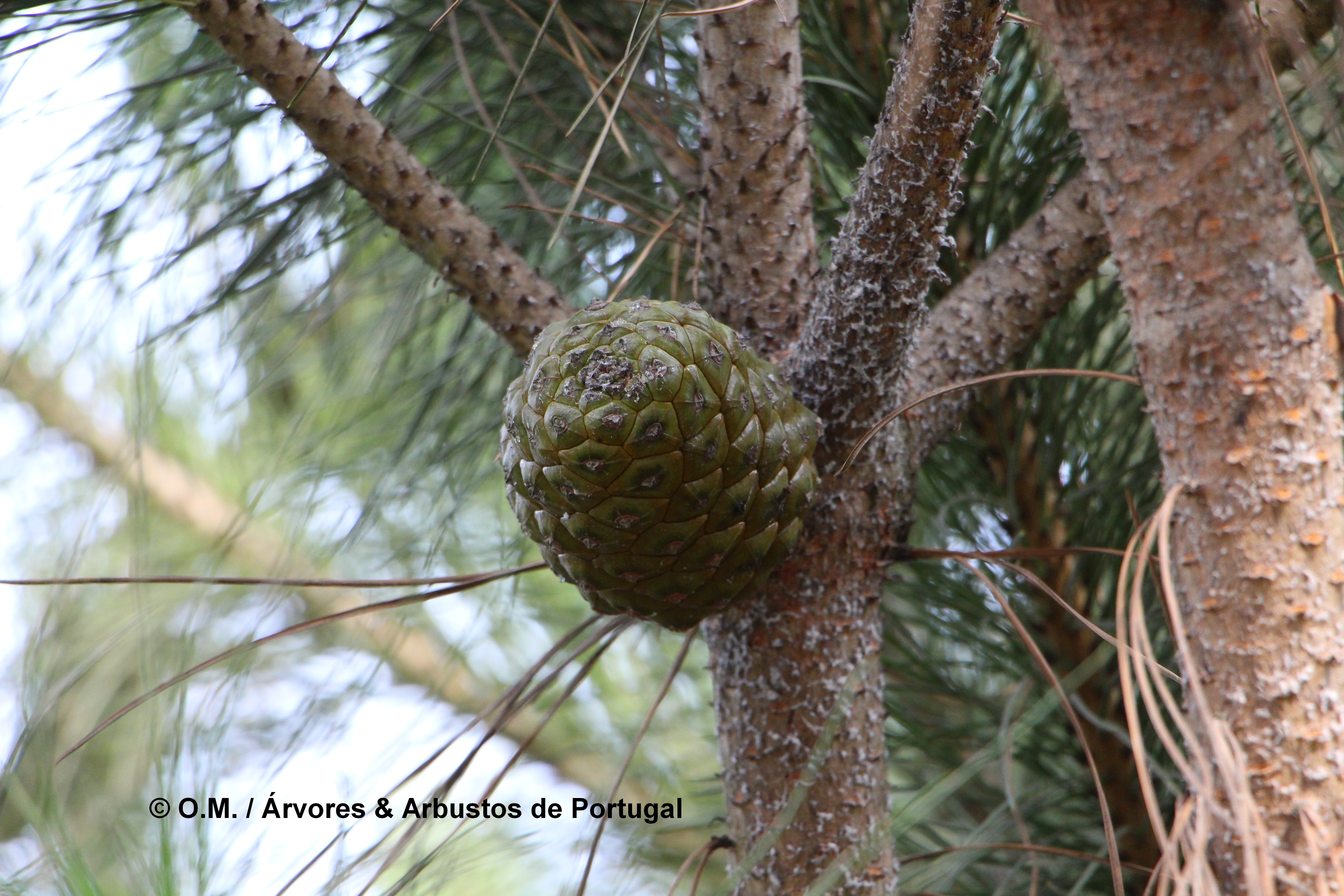 pinha imatura de pinheiro-manso – Pinus pinea