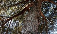 tronco e pernadas de pinheiro-manso – Pinus pinea
