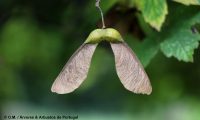 dissâmara de bordo - Acer pseudoplatanus