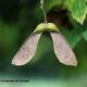 dissâmara de bordo - Acer pseudoplatanus