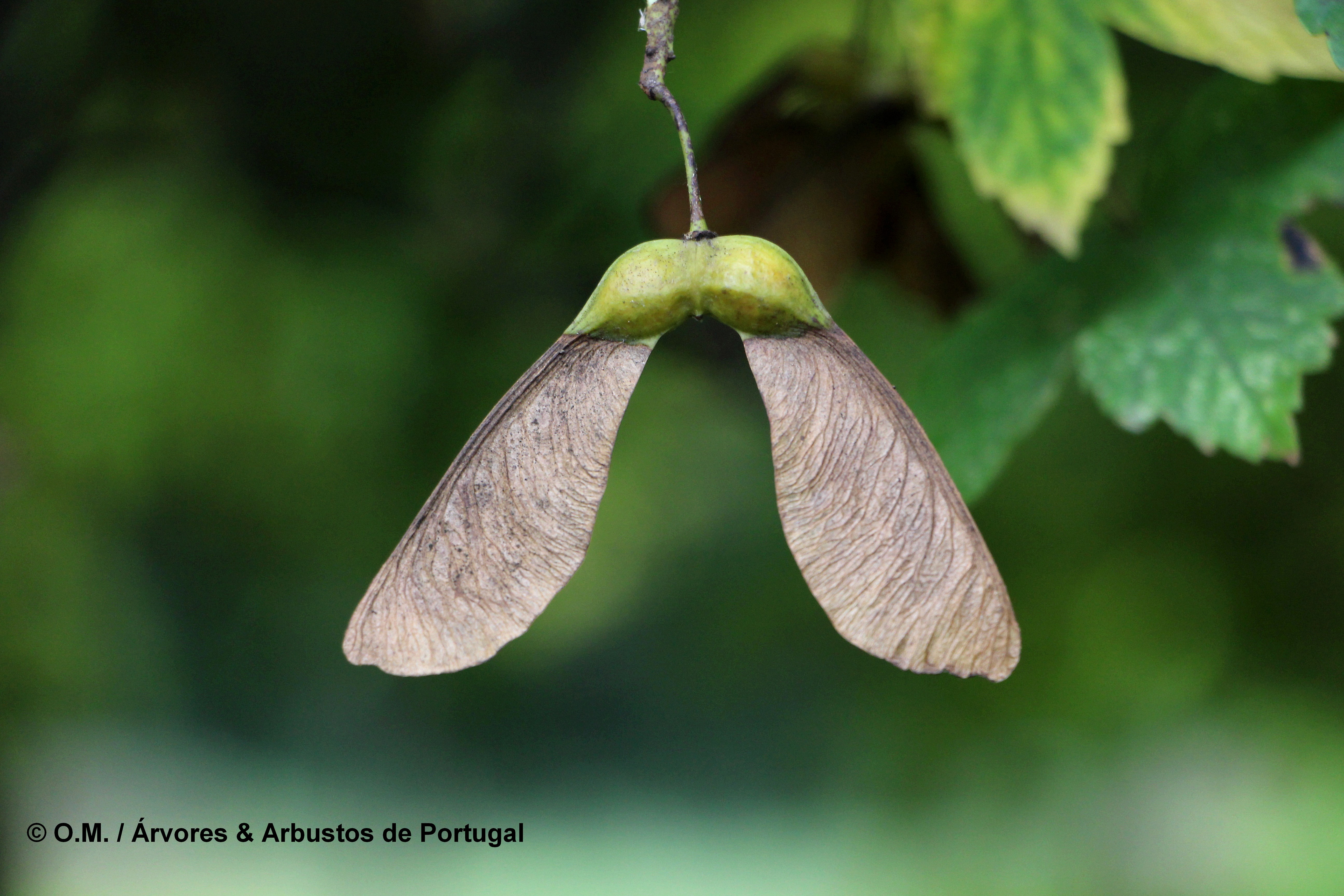 dissâmara de bordo - Acer pseudoplatanus