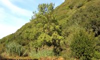 hábito de freixo – Fraxinus angustifolia