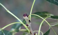 gomos de freixo – Fraxinus angustifolia