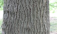 ritidoma de freixo – Fraxinus angustifolia