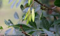 frutos, sâmaras de freixo – Fraxinus angustifolia