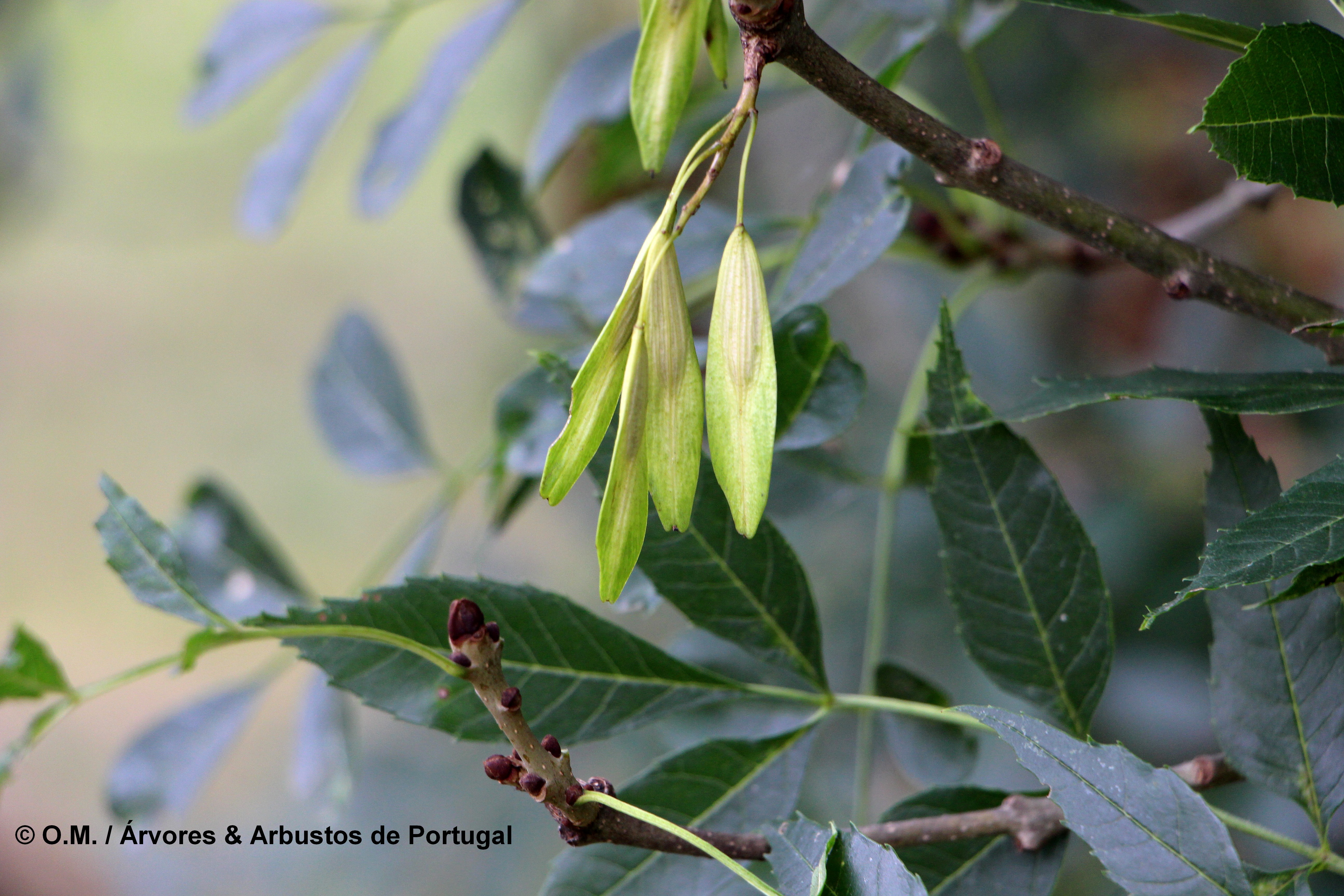 frutos, sâmaras de freixo – Fraxinus angustifolia