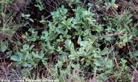 hábito rasteiro de carvalhiça - Quercus lusitanica