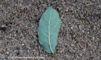 página inferior de carvalhiça - Quercus lusitanica