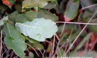 contraste de tonalidade entre página superior e inferior de carvalhiça - Quercus lusitanica