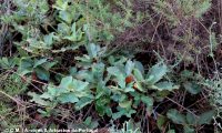 raminhos de carvalhiça, carvalho-anão - Quercus lusitanica