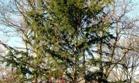 hábito de teixo, meio florestal – Taxus baccata