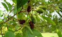 flores masculinas (amentilhos verdes), femininas (amentos ovóides verdes) e frutos maduros (amentos castanhos) do amieiro - Alnus glutinosa