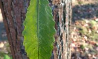 página superior do castanheiro - Castanea sativa