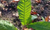 páginas superiores do castanheiro - Castanea sativa