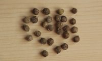 sementes do lódão-bastardo, agreira - Celtis australis