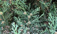 frutos, gálbulas imaturas do primeiro ano, cipreste – Cupressus sempervirens