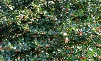 azevinho feminino com bagas - Ilex aquifolium