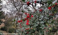 frutos e folhagem de azevinho - Ilex aquifolium