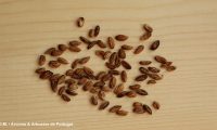 sementes de azevinho - Ilex aquifolium