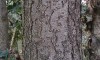 ritidoma de azevinho adulto - Ilex aquifolium