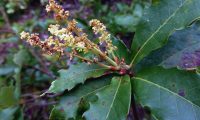 amentilhos (flores masculinas) de carvalhiça, carvalho-anão - Quercus lusitanica