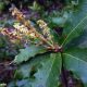 amentilhos (flores masculinas) de carvalhiça, carvalho-anão - Quercus lusitanica