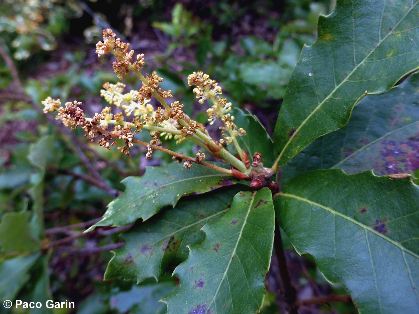 amentilhos (flores masculinas) de carvalhiça, carvalho-anão - Quercus lusitanica