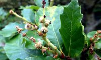 flores femininas de carvalhiça, carvalho-anão - Quercus lusitanica