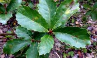 páginas superiores de carvalhiça, carvalho-anão - Quercus lusitanica