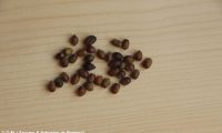 sementes de teixo – Taxus baccata