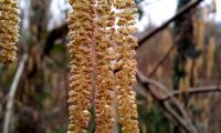 amentilhos (flores masculinas) de aveleira, avelaneira, avelãzeira – Corylus avellana