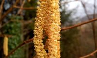 amentilhos de aveleira, avelaneira, avelãzeira – Corylus avellana