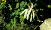 amentos imaturos de aveleira – Corylus avellana