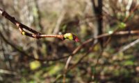 flor feminina de aveleira, avelaneira, avelãzeira – Corylus avellana