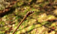 flor feminina de aveleira, avelaneira – Corylus avellana