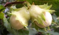 frutos imaturos de aveleira, avelaneira, avelãzeira – Corylus avellana