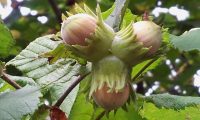 avelãs em maturação, aveleira – Corylus avellana