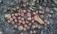 avelãs, frutos maduros de aveleira – Corylus avellana