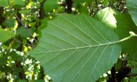 página inferior de aveleira – Corylus avellana