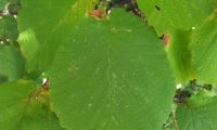 página superior de aveleira – Corylus avellana