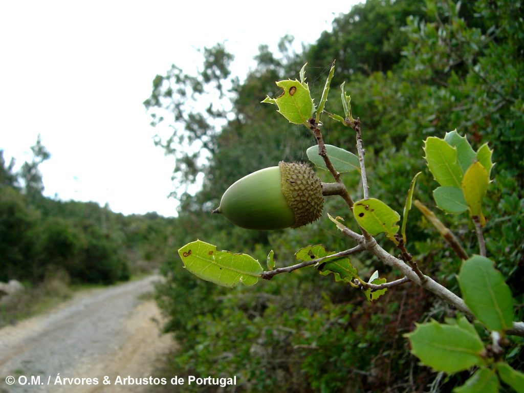 Quercus faginea - Carvalho-português, Carvalho-Cerquinho - Árvores e ...