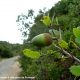 glande imatura de carrasco – Quercus coccifera