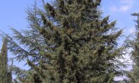 forma piramidal do cipreste – Cupressus sempervirens