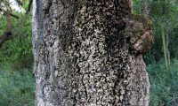 tronco de sobreiro que nunca fora descortiçado - Quercus suber